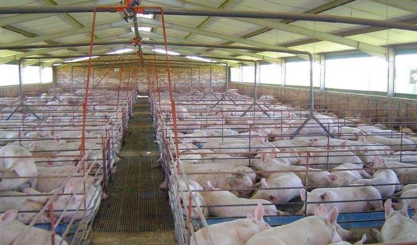Pig Farming Business