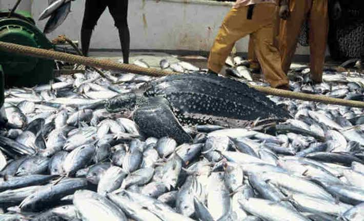 Is fish Farming Profitable
