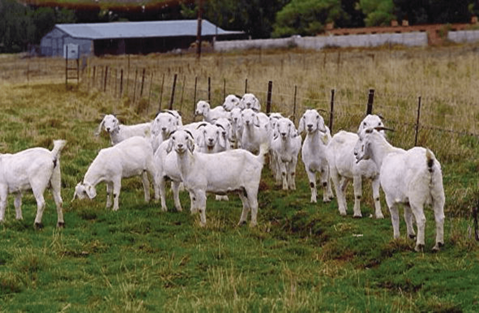 How to Start a Goat Farming Business in Africa