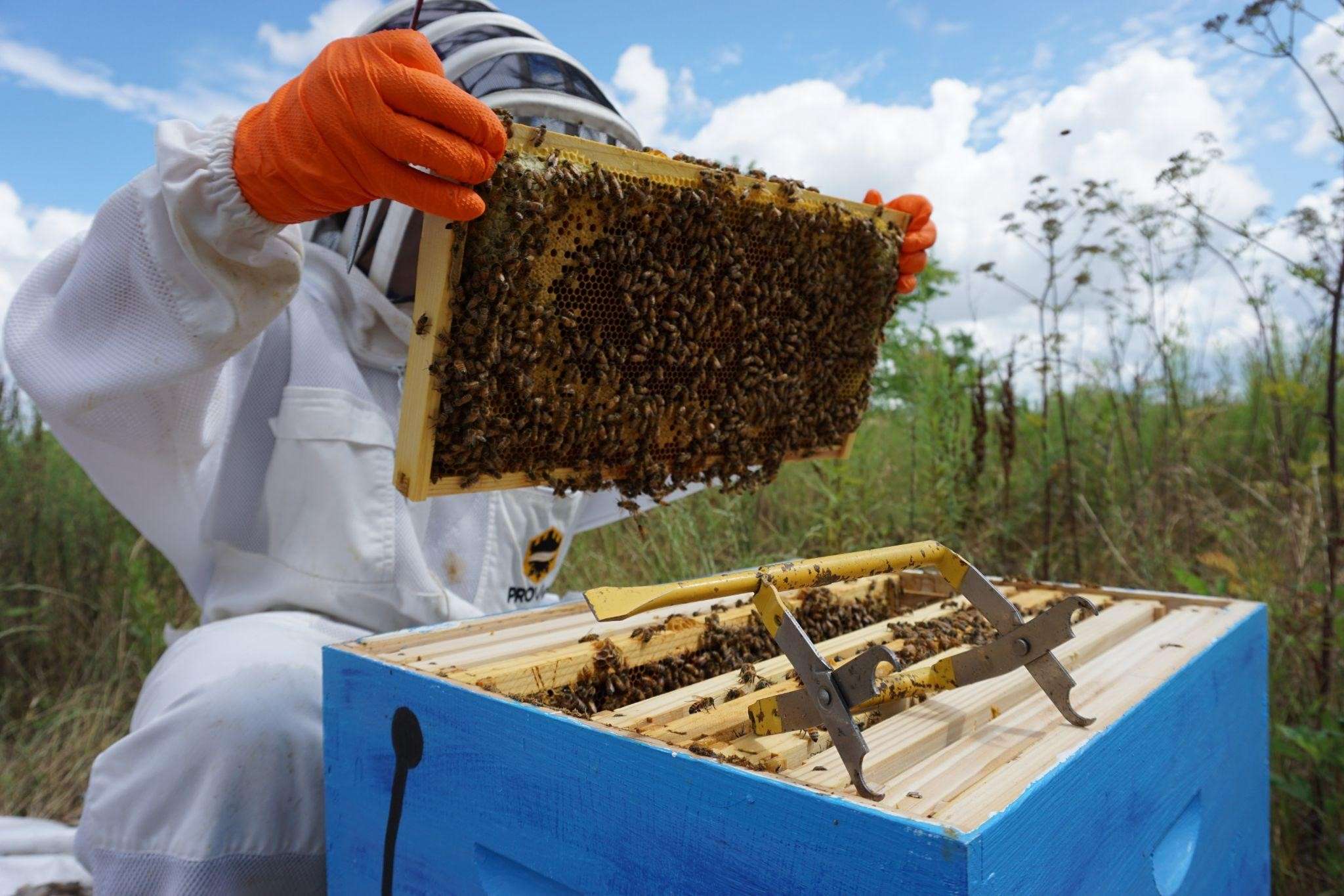 how-to-make-it-in-bee-farming-the-story-of-jason-runo-motivation-africa
