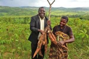 how to start a cassava farming business in Africa
