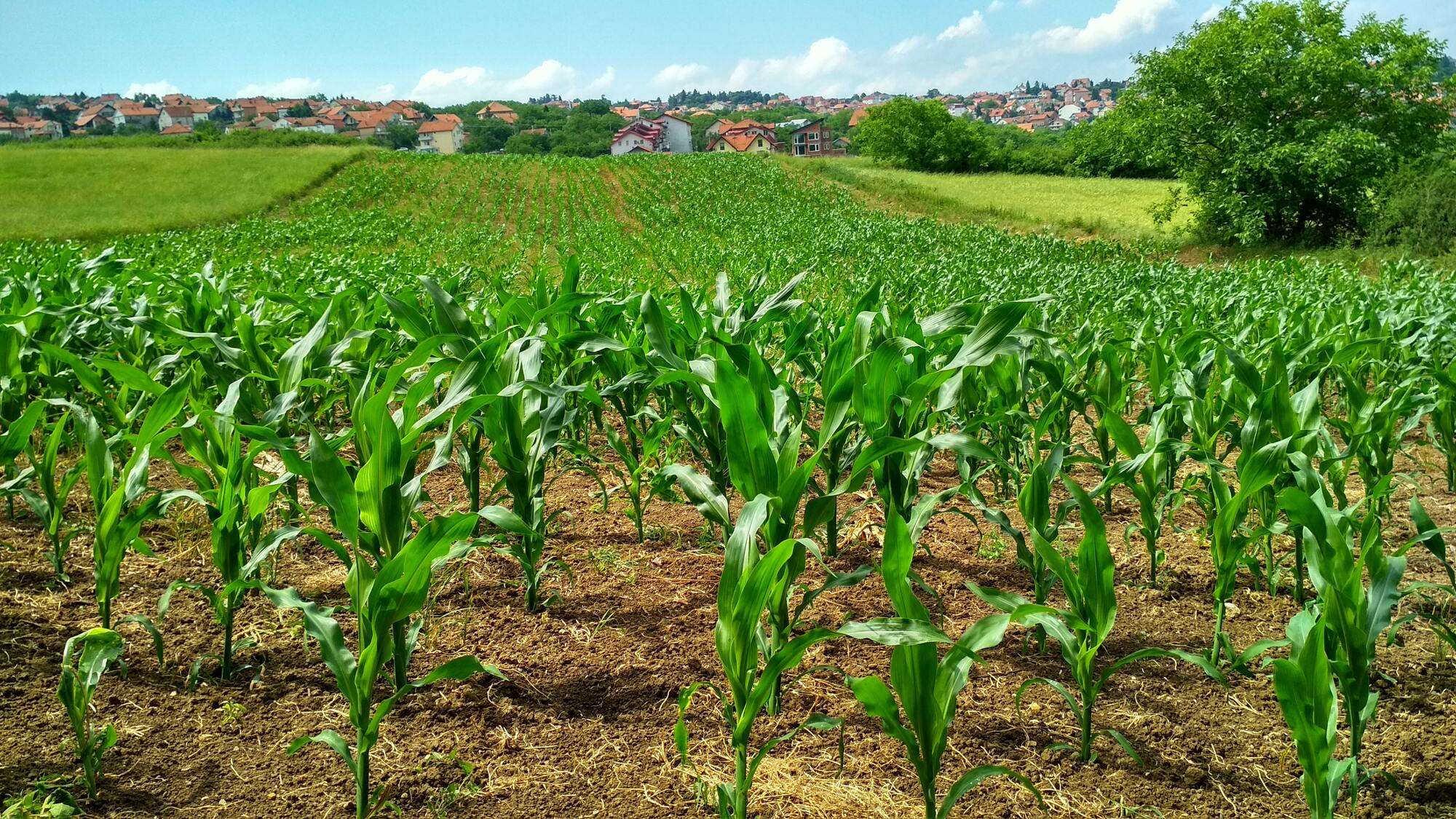 corn farming business